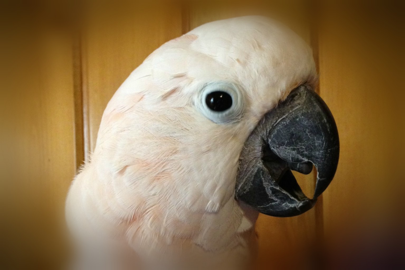 My Parrot Laid an Egg Tonight! Alliance of Hope