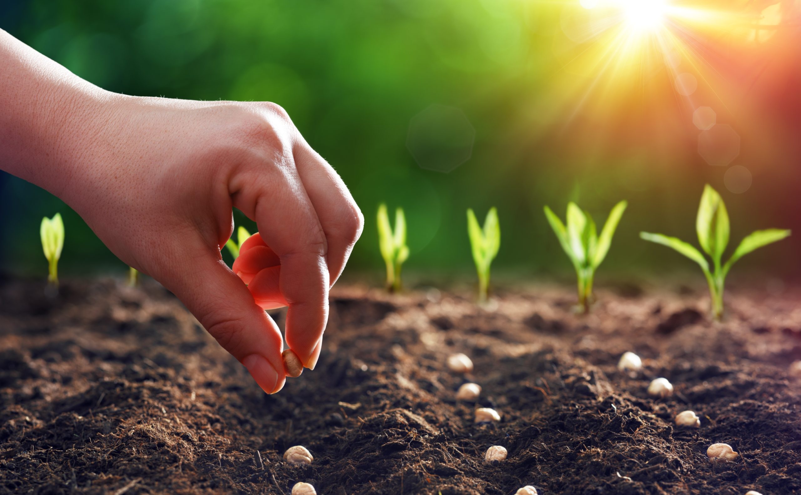 Planting Little Seeds Along the Way – Alliance of Hope for Suicide Loss